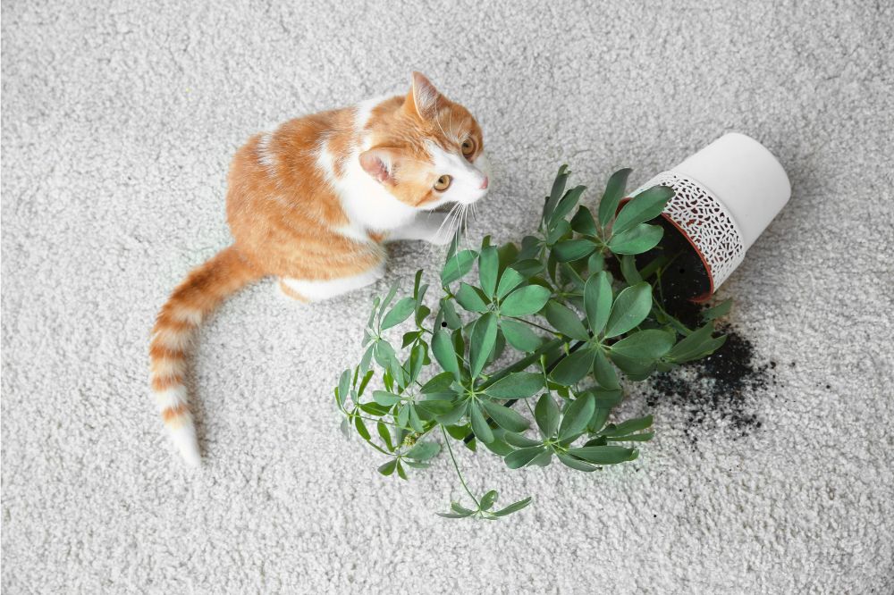 Carpet care | Carpetland USA Wisconsin